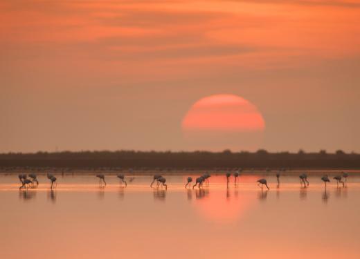 Parc naturel du delta de l'Èbre